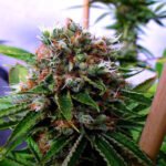 Buddha'S Sister Feminized By Soma Seeds