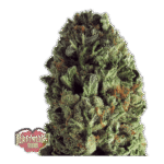 Budzilla Feminized By Heavyweight Seeds