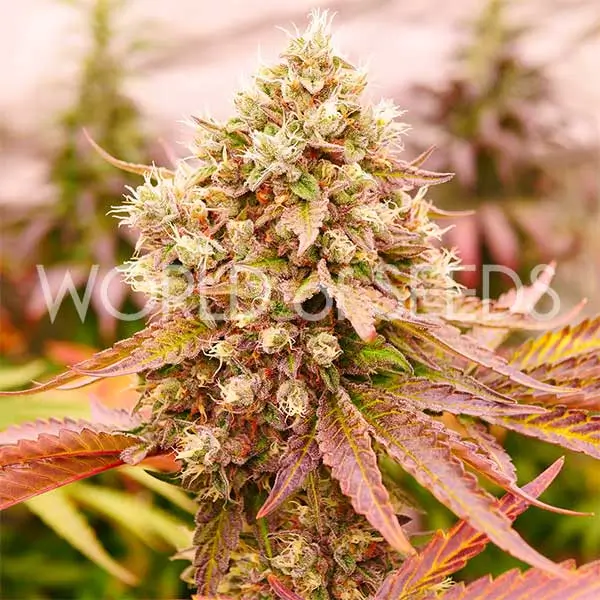 burger-kush-3-seeds Burger Kush Feminized By World Of Seeds - Image 1