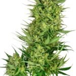 Buttercream Gelato Feminized By Sensi Seeds