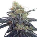 Cbd #1 Feminized By Ace Seeds