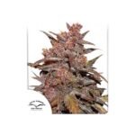 Cbd Auto Blackberry Kush Autoflower By Dutch Passion
