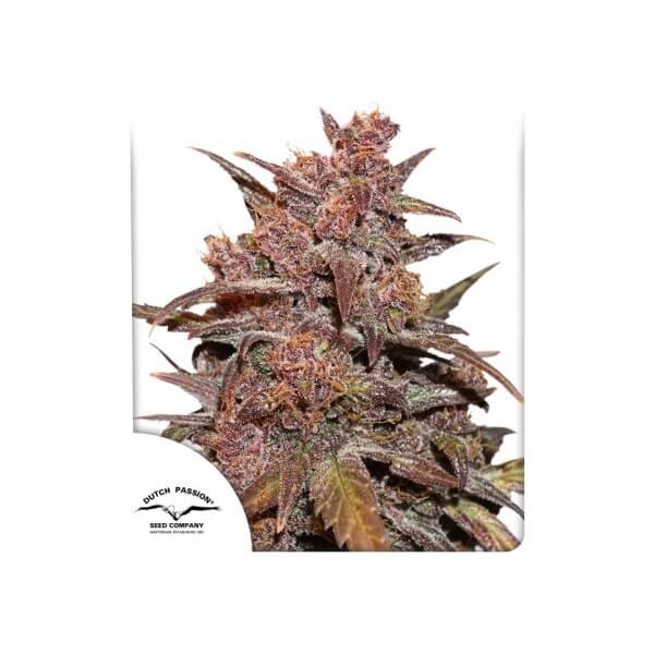 cbd-auto-blackberry-kush-3-seeds.jpg Cbd Auto Blackberry Kush Autoflower By Dutch Passion - Image 1