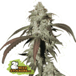 Cbd Northern Lights Feminized By Seedstockers