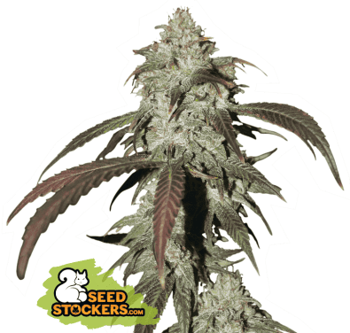 cbd-northern-lights-3-seeds.png Cbd Northern Lights Feminized By Seedstockers - Image 1