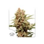 Cbg-Force Feminized By Dutch Passion