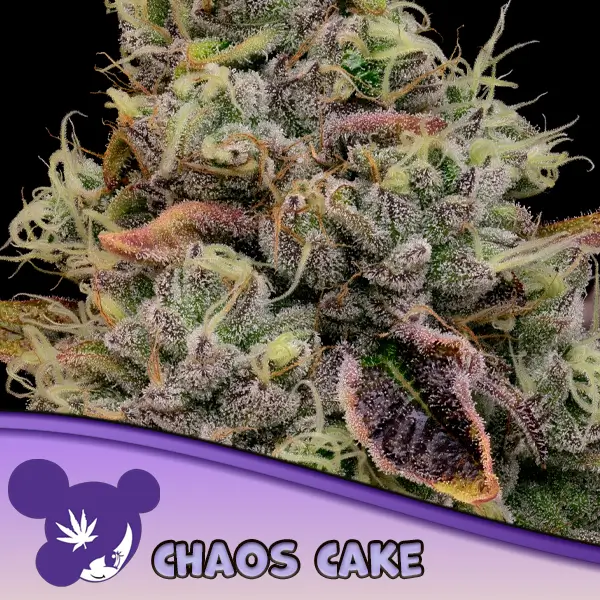 chaos-cake-3-seeds-1.webp Chaos Cake Feminized By Anesia Seeds - Image 1