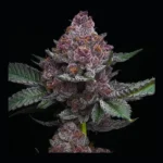 Cherry Poppers Feminized By Barneys Farm