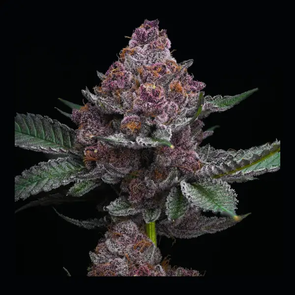 cherry-poppers-3-seeds Cherry Poppers Feminized By Barneys Farm - Image 1