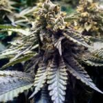 Chocolate Mint Og 2.0 Feminized By Humboldt Seed Organization