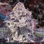 Chocolatto Auto Autoflower By Nemeseeds