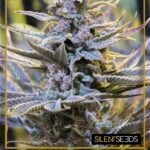 Cookielato Feminized By Silent Seeds