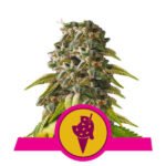 Cookies Gelato Feminized By Royal Queen Seeds