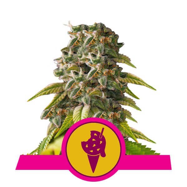 cookies-gelato-3-seeds.jpg Cookies Gelato Feminized By Royal Queen Seeds - Image 1