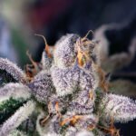 Cookies Usa Feminized By Pyramid Seeds