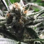 Critical Jack-Condor Autoflower By R-Kiem Seeds