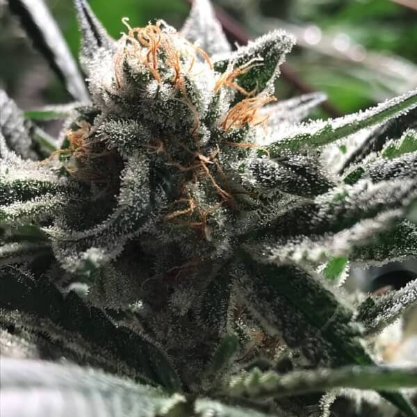 critical-jack-condor-3-seeds.jpg Critical Jack-Condor Autoflower By R-Kiem Seeds - Image 1