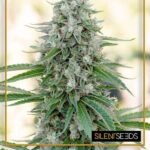 Critical Mango Feminized By Silent Seeds