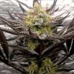Critical Mints Feminized By Tramuntana Seeds