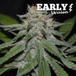 Critical Neville Haze Early Version Feminized By Delicious Seeds