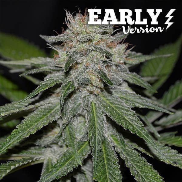 critical-neville-haze-early-version-3-seeds.jpg Critical Neville Haze Early Version Feminized By Delicious Seeds - Image 1