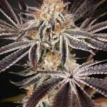 Dark Phoenix Feminized By Green House Seeds