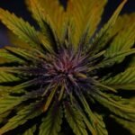 Dark Rose Auto Cbd Autoflower By Elite Seeds