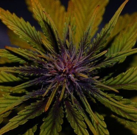 dark-rose-auto-cbd-3-seeds.jpg Dark Rose Auto Cbd Autoflower By Elite Seeds - Image 1
