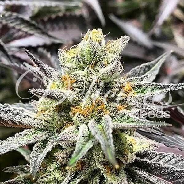 delicious-cookies-3-seeds.jpg Delicious Cookies Feminized By Delicious Seeds - Image 1