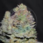 Delicious Cookies Auto Autoflower By Delicious Seeds