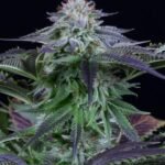 Dinamed Kush Cbd Auto Autoflower By Dinafem