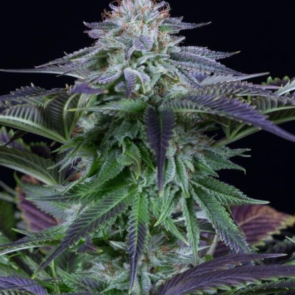 dinamed-kush-cbd-auto-1-seed.jpg Dinamed Kush Cbd Auto Autoflower By Dinafem - Image 1