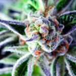 Do-Si-Dos Feminized By Pyramid Seeds