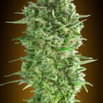Do Si Dos Cookies Feminized By 00 Seeds Bank