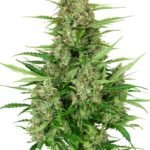 Double Kush Cake Auto Autoflower By Sensi Seeds