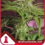 Elixir Vitae Cbd Feminized By Medical Seeds