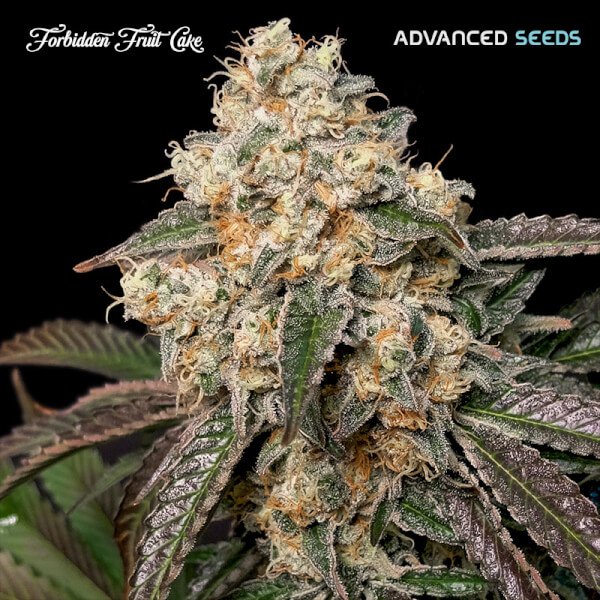 forbidden-fruit-cake-1-seeds.jpg Forbidden Fruit Cake Feminized By Advanced Seeds - Image 1