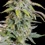 Forbidden Runtz Auto Autoflower By Fast Buds