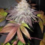 Fruit Cup Feminized By The Cali Connection