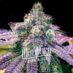 Fruity Pebbles Feminized By Blimburn Seeds