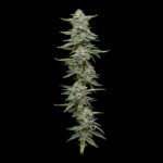 Garlic Budder Feminized By Humboldt Seed Company