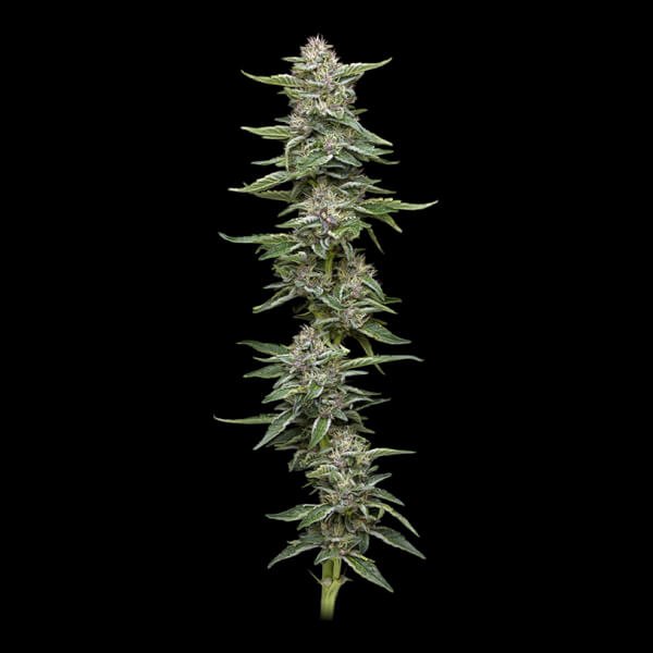 garlic-budder-3-seeds.jpg Garlic Budder Feminized By Humboldt Seed Company - Image 1