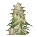 Gelato Feminized By Nirvana