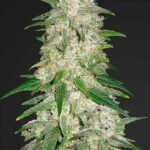 Gelato Auto Autoflower By Fast Buds