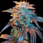 Gelato Auto Autoflower By Female Seeds