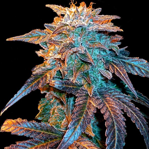 gelato-auto-4-seeds.jpg Gelato Auto Autoflower By Female Seeds - Image 1