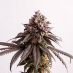 Gelato-K Feminized By Kannabia