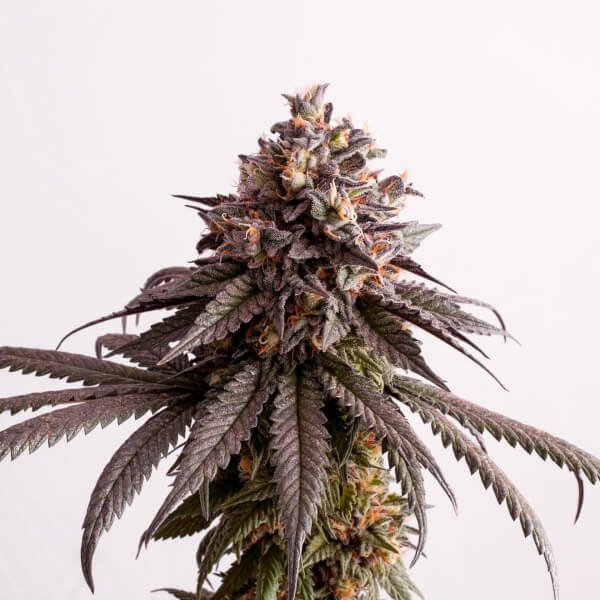 gelato-k-1-seed.jpg Gelato-K Feminized By Kannabia - Image 1