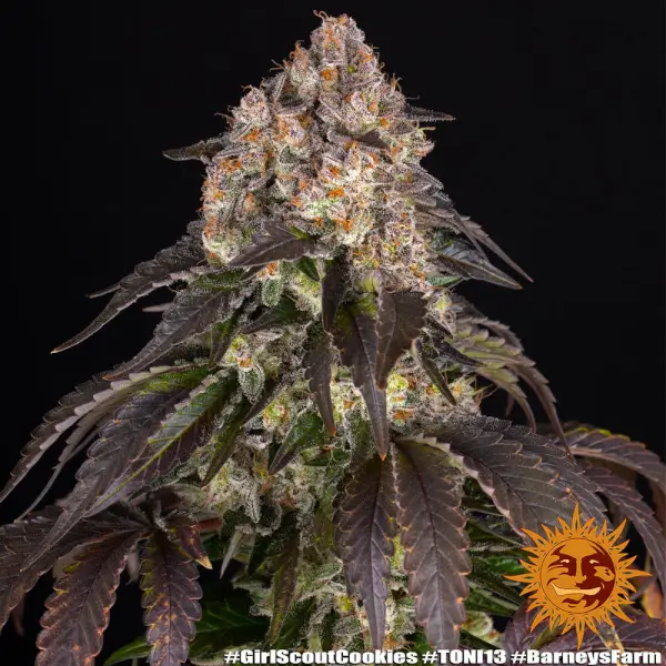 girl-scout-cookies-1-seed Girl Scout Cookies Feminized By Barneys Farm - Image 1
