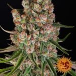 Gmo Auto Autoflower By Barneys Farm
